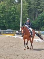 Eventing/springmerrie, Dieren en Toebehoren, Merrie