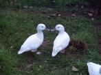 Siereenden - Witte Wintertaling, Dieren en Toebehoren, Meerdere dieren, Eend