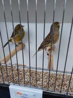 Kanaries, Dieren en Toebehoren