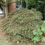 Grote azalea, Ophalen