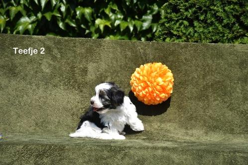 Biewer Yorkshire pupje, Dieren en Toebehoren, Honden | Chihuahua's en Gezelschapshonden, Teef, Overige rassen, Fokker | Professioneel