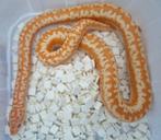 1.0 Lichanura trivirgata limburg albino, Dieren en Toebehoren, Reptielen en Amfibieën