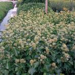 Hedera Arborescens / Struikklimop, Ophalen