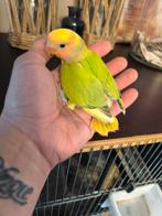 Dwergpapegaai agapornis lovebird