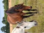 Pre merrie, Merrie, 160 tot 165 cm, Recreatiepaard, 11 jaar of ouder