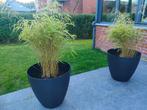 Bambou fargesia rufa en Pot XL -70L - noir, Tuin en Terras, Planten | Struiken en Hagen, Ophalen, Bamboe, Struik, 100 tot 250 cm
