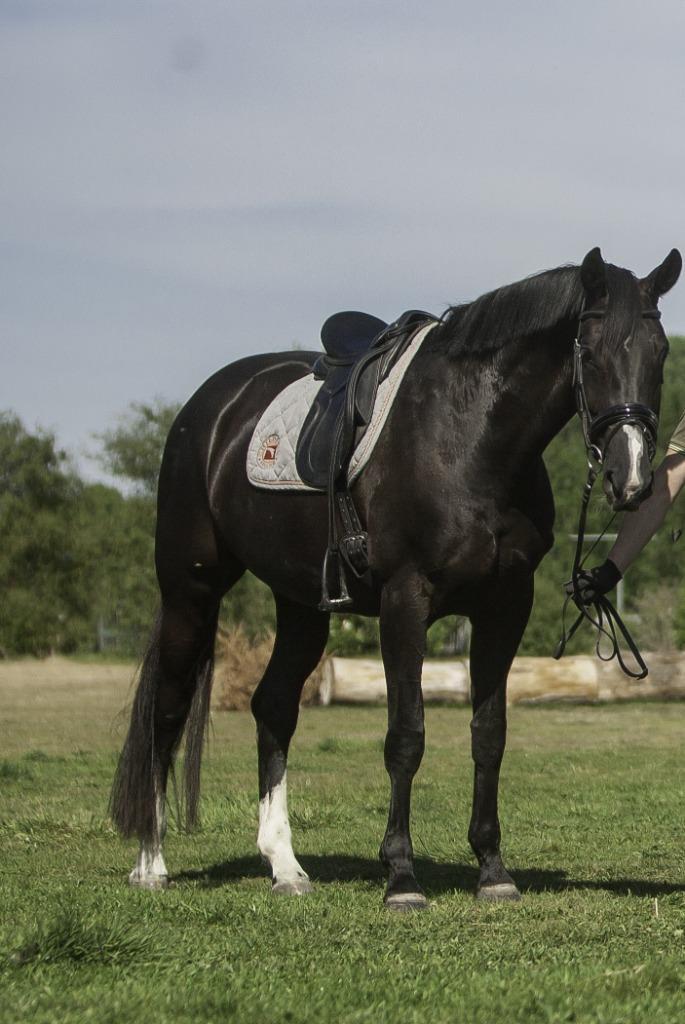 Fokmerrie dressuur (Damon Hill x Jazz), Dieren en Toebehoren, Paarden, Merrie, Niet van toepassing, 170 tot 175 cm, 7 tot 10 jaar