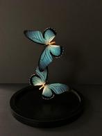 Splendide Envolée de 2 Papillons Exotiques Zalmoxis Globe, Insecte, Animal empaillé, Enlèvement ou Envoi, Neuf