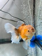 1 x HQ oranda Rosetail Female 16 CM, Dieren en Toebehoren, Goudvis(sen)