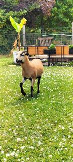 Kameroenschaap ram van mei 2025, Dieren en Toebehoren, Schapen, Geiten en Varkens, Mannelijk, Schaap, 0 tot 2 jaar