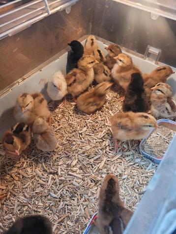 Paas kuikentjes te koop beschikbaar voor biedingen