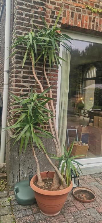2 grote Yucca's 2.5m beschikbaar voor biedingen