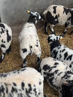 Bonte rammen, Mannelijk, Schaap, 0 tot 2 jaar