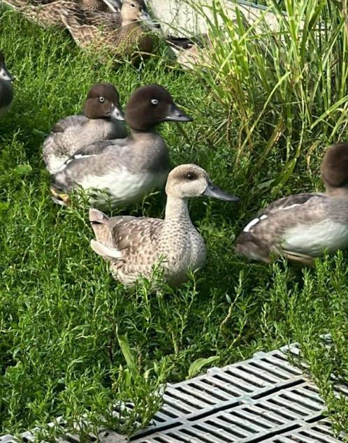 Marmertaling, Dieren en Toebehoren, Pluimvee, Eend, Meerdere dieren
