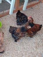 Cochin kriel, Dieren en Toebehoren, Pluimvee