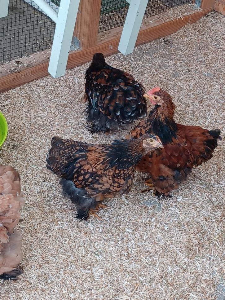 Cochin kriel, Dieren en Toebehoren, Pluimvee