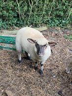 Lammeren, Meerdere dieren, Schaap, 0 tot 2 jaar