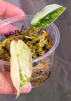 Alocasia dragon scale variegated te koop, Ophalen