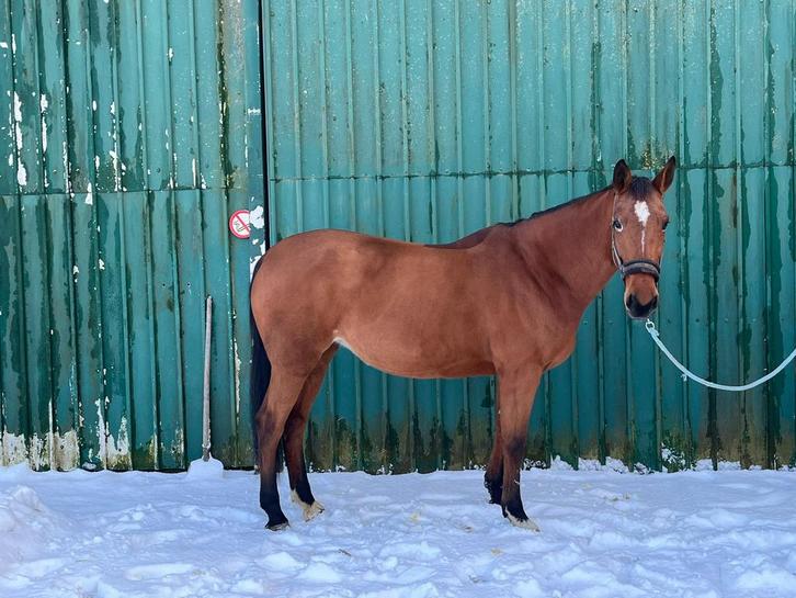 10 jarig drachtig springpaard, Dieren en Toebehoren, Paarden, Merrie, Z, 170 tot 175 cm, 11 jaar of ouder, Springpaard, Met stamboom