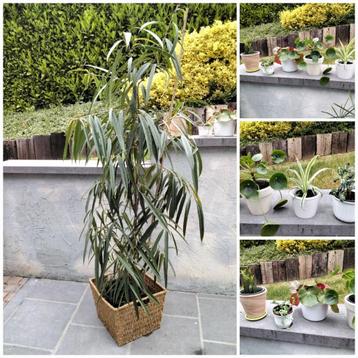 Kamerplanten/ficus/begonia/pilea/chlorophytum/papyrus beschikbaar voor biedingen