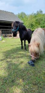 Chetland pony's, Animaux & Accessoires, Poneys