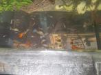 Gezonde mooie guppies te koop, Dieren en Toebehoren