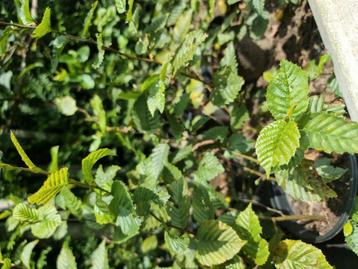 Carpinus betulus - haagbeuk beschikbaar voor biedingen