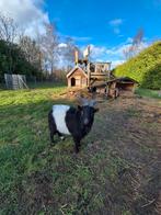 geitenbok, Mâle, Chèvre, 0 à 2 ans