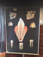 Carte scolaire rétro n 486 : Les dents, Enlèvement ou Envoi, Comme neuf