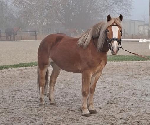 Knappe Lieve haflinger merrie, Animaux & Accessoires, Poneys, Jument, Poney E (1.48 m - 1.57m), Poney de récréation, 7 à 10 ans