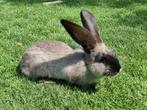 3 vlaamse jonge reuzen, Dieren en Toebehoren