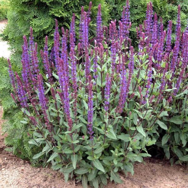 Salvia, Tuin en Terras, Planten | Tuinplanten, Ophalen