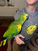 sprekende Blauwvoorhoofdamazone handtam amazone papagaai, Dieren en Toebehoren, Papegaai, Tam