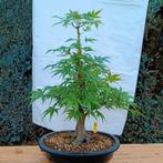 Bonsai Acer Palmatum 20j. Nr.33, Ophalen