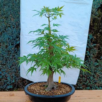 Bonsai Acer Palmatum 20j. Nr.33 beschikbaar voor biedingen