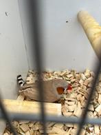 Bruine zebravink man, Geringd