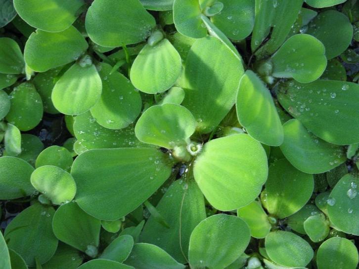 Mosselplant - Pistia stratiotes - Watersla, Dieren en Toebehoren, Vissen | Aquaria en Toebehoren, Nieuw, Ophalen