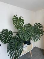 Monstera deliciosa XXL, Enlèvement ou Envoi
