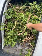 Nettoyage d’encombrants devis en mp, Jardin & Terrasse, Plantes | Jardin, Enlèvement