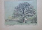FRANK-IVO VAN DAMME / CASSENBOOM KAPELLEN  / LITHO / 46x65cm, Antiek en Kunst, Kunst | Litho's en Zeefdrukken, Ophalen of Verzenden