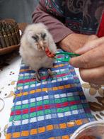 chouette effraie, Dieren en Toebehoren, Vogels | Overige Vogels, Geslacht onbekend, Roofvogel, Geringd