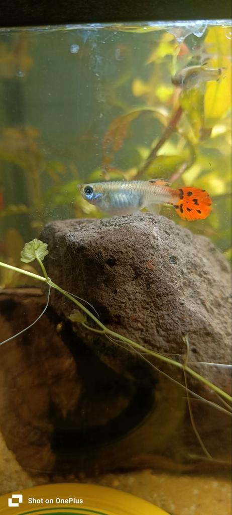 Guppy's, Dieren en Toebehoren, Vissen | Aquariumvissen, Vis