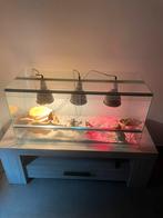 Baardegaam met terrarium, Met terrarium