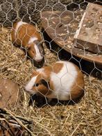 Cavia, Dieren en Toebehoren