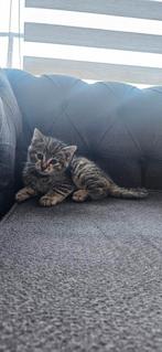 Kitten te koop, Kater, Met stamboom, 0 tot 2 jaar