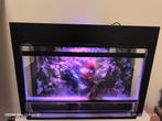 Exo Terra paludarium inclusief sproei installatie, Ophalen, Zo goed als nieuw