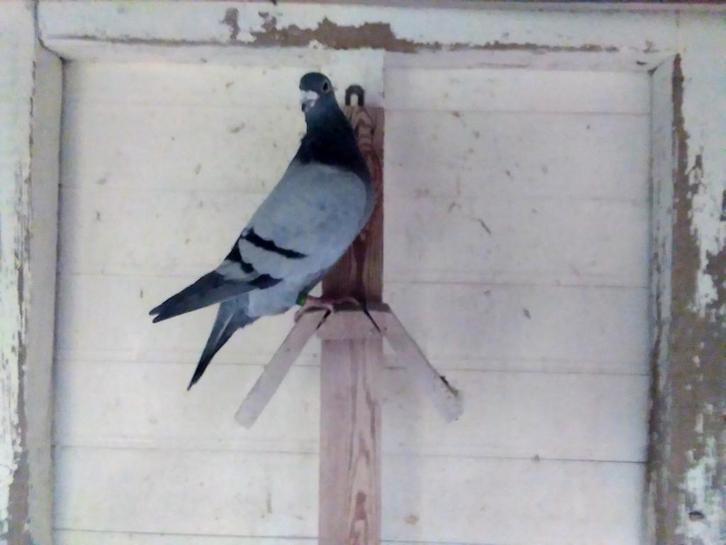 Jonge kweker uit topras van Thierry De Keyser, Dieren en Toebehoren, Vogels | Duiven