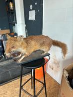 Opgezette vos, Antiek en Kunst, Ophalen