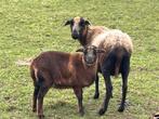 Kameroen schapen ooien + lammetjes ooien en rammetjes, Dieren en Toebehoren, Meerdere dieren, Schaap, 0 tot 2 jaar