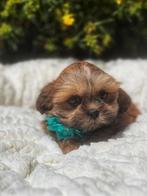 uniek mooie Lhasa-apso pupjes te koop, België, Overige rassen, CDV (hondenziekte), 8 tot 15 weken